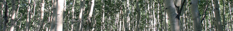 aspens