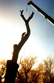 crane_tree_removal