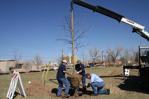 plantatree